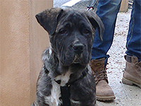 abruzzese shepherd dog male
